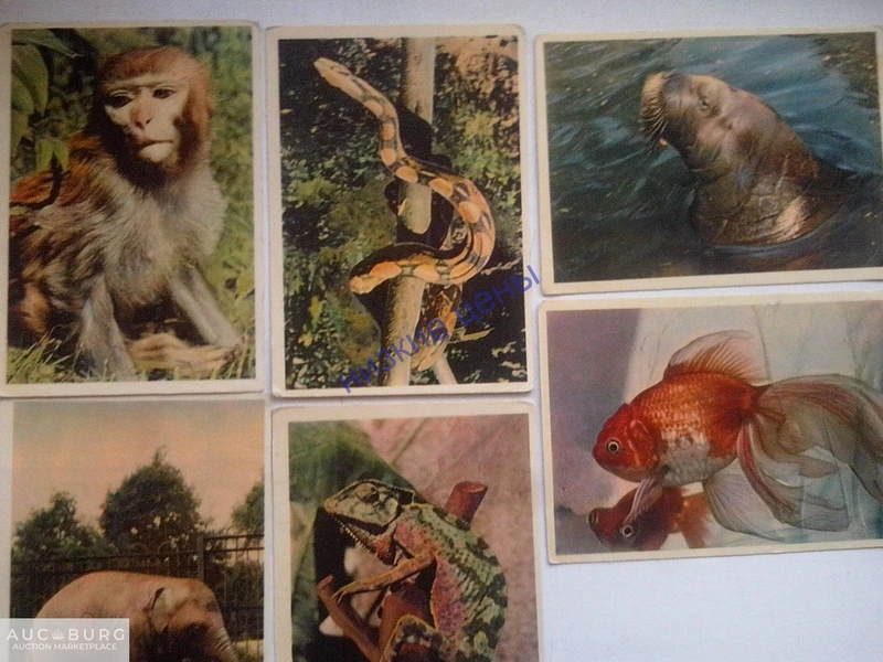 Московчкий зоопарк Индийский слоненок Сидеви 1963 Советский художник СССР - additional Photos