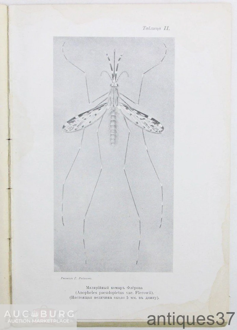 Малярийный комар в связи с болотной лихорадкой, его жизнь, свойства и способы ... / Порчинский, 1911 - additional Photos