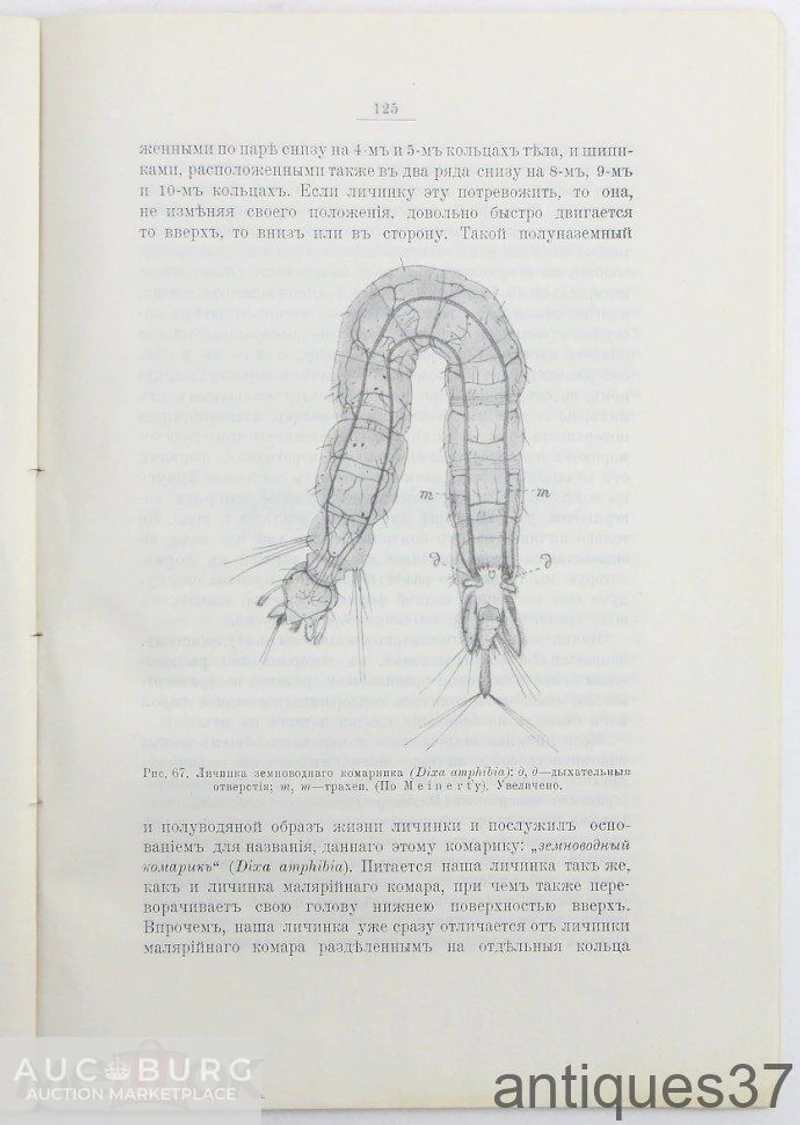 Малярийный комар в связи с болотной лихорадкой, его жизнь, свойства и способы ... / Порчинский, 1911 - additional Photos